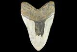 Giant, Fossil Megalodon Tooth - North Carolina #109557-2
